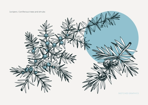 Collage-style juniper sketches. Winter plant drawing. Evergreen tree branch with berries hand-drawn vector illustration. Christmas design element. NOT AI generated